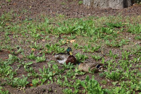 IMG_0151.JPG